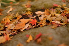 雑木林の中の紅葉０９