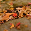 雑木林の中の紅葉０９