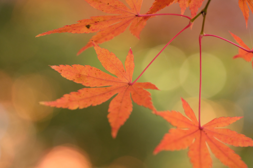 紅葉03