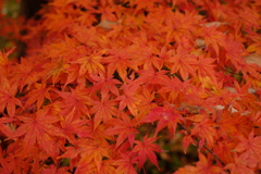 雑木林の中の紅葉１１