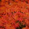 雑木林の中の紅葉１１