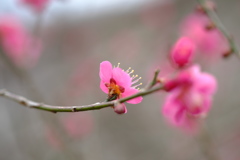 百草園にて。その３
