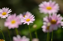 150517野菊