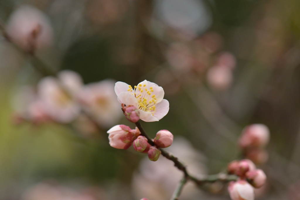 原峰公園の梅 その０３