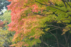 紅葉には、ちと早かった！その２