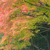 紅葉には、ちと早かった！その２
