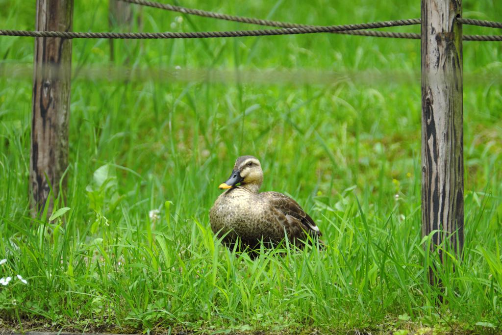 Duck in Yakushi-ike Park