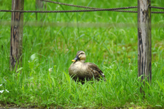 Duck in Yakushi-ike Park