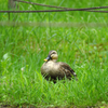 Duck in Yakushi-ike Park
