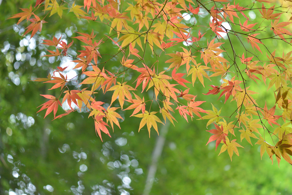 紅葉には、ちと早かった！その１