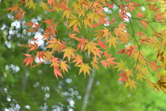 紅葉には、ちと早かった！その１