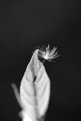 dandelion seeds