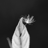 dandelion seeds