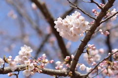 150329聖蹟桜ケ丘ウォーキングにて。その５