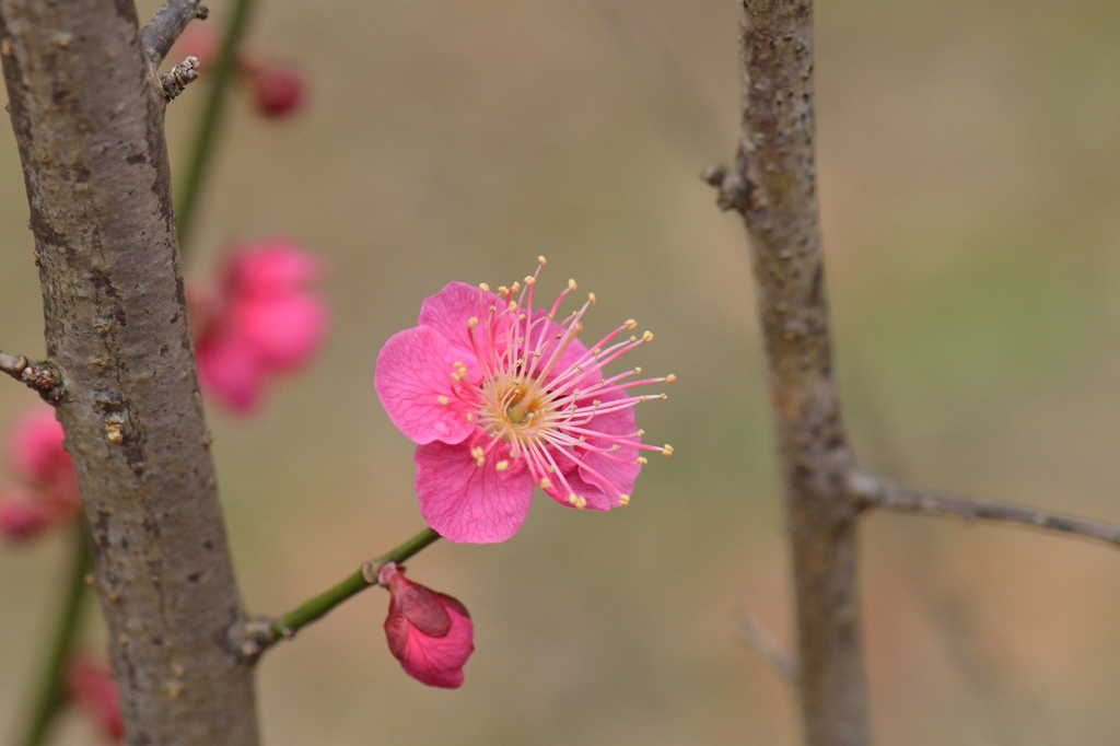 原峰公園の梅 その０４