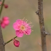 原峰公園の梅 その０４