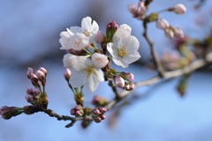 150329聖蹟桜ケ丘ウォーキングにて。その９