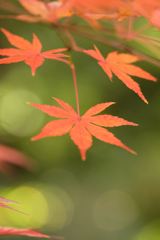 紅葉02
