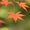 紅葉02