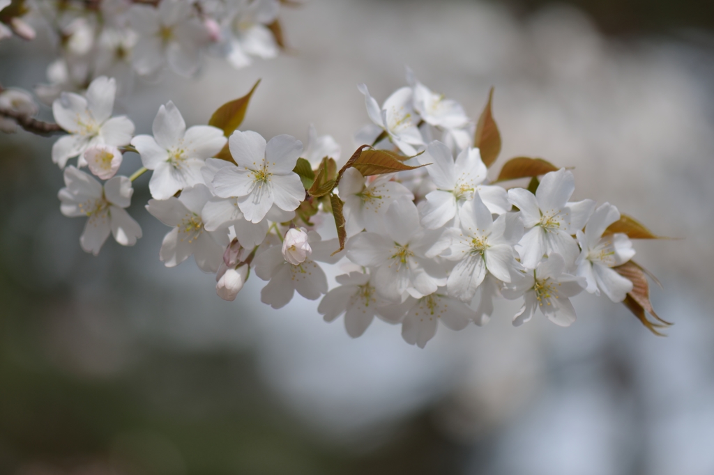 150329聖蹟桜ケ丘ウォーキングにて。その１８