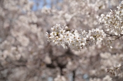 150329聖蹟桜ケ丘ウォーキングにて。その２０