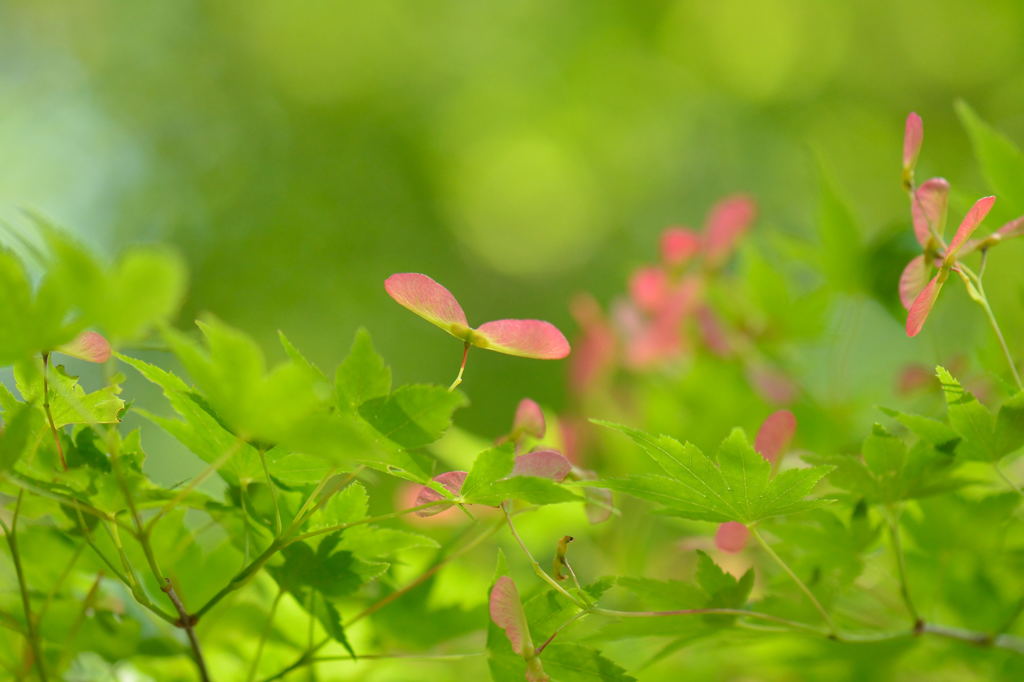 種