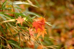 雑木林の中の紅葉０５