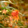 雑木林の中の紅葉０５