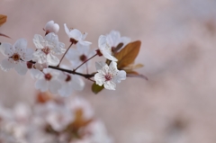 150329聖蹟桜ケ丘ウォーキングにて。その６