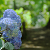 Hydrangea road