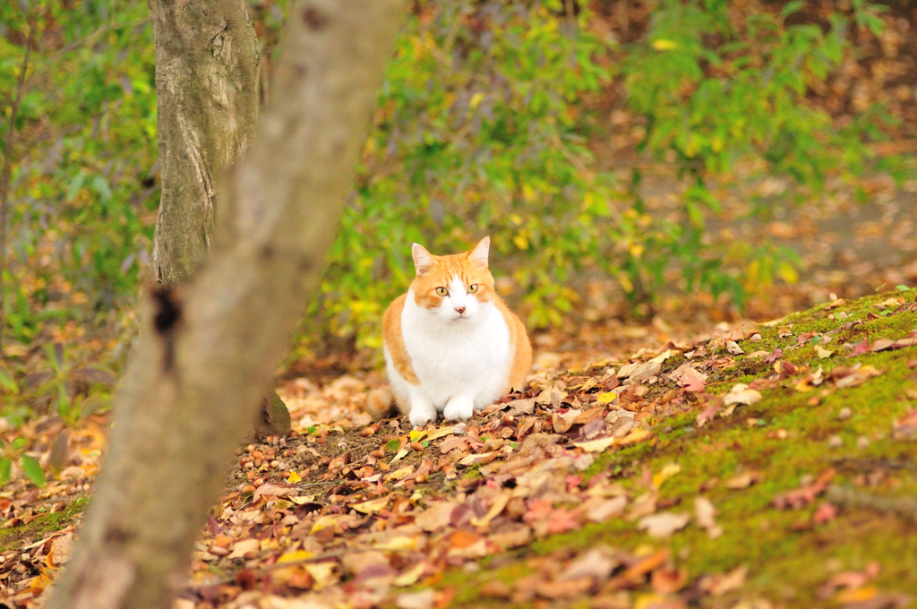 公園の猫