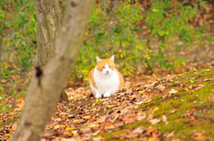 公園の猫