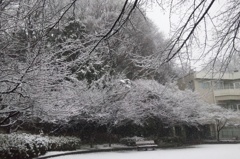 1月30日の出勤中。今日は朝から雪です。その１