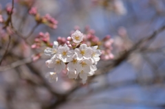 150329聖蹟桜ケ丘ウォーキングにて。その４