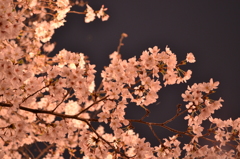 夜桜