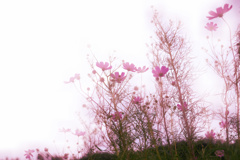 秋桜に想いを馳せて