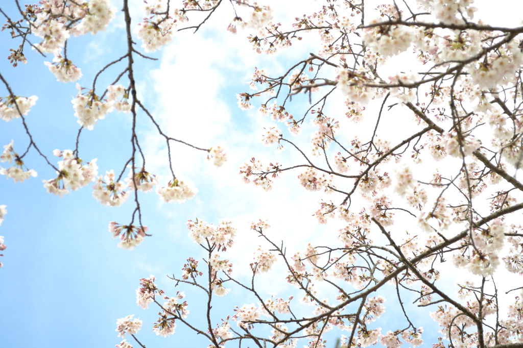 来年は裸眼でみる。