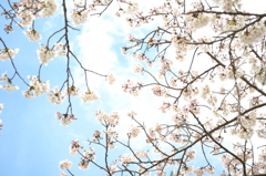 来年は裸眼でみる。