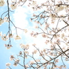 来年は裸眼でみる。