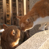 なかよし