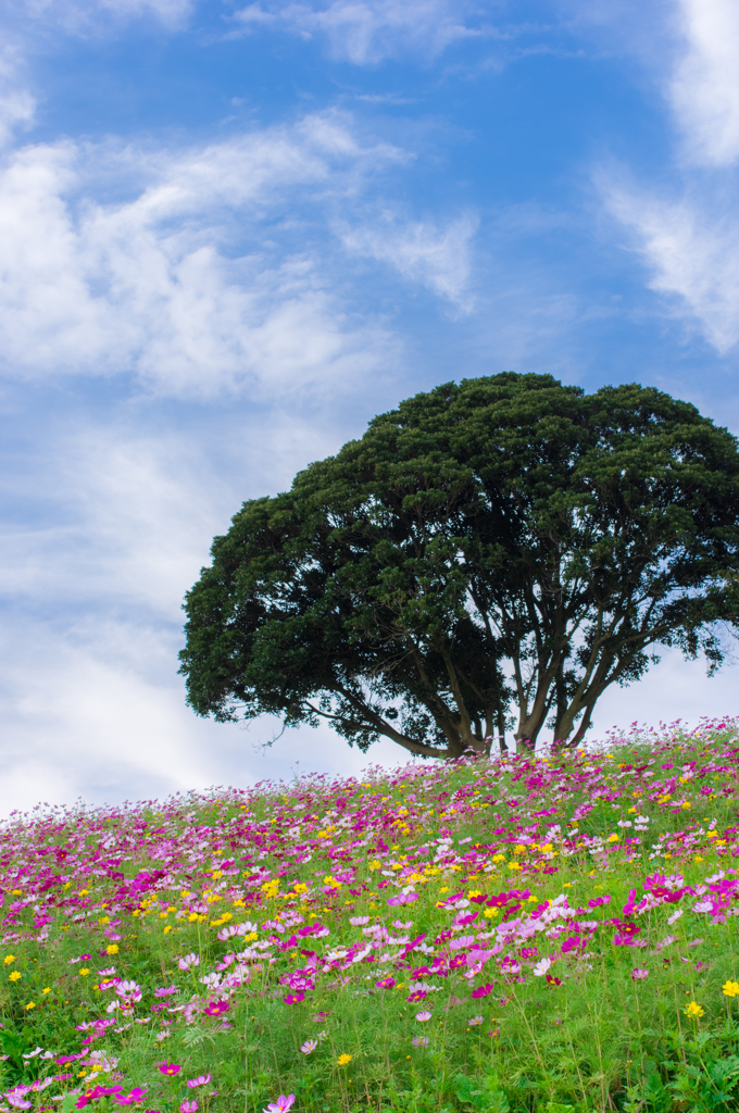 青空に広がる秋桜