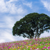 青空に広がる秋桜