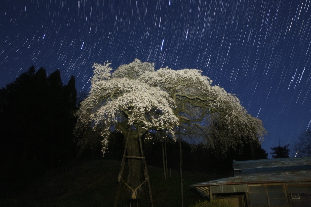 外大野の桜