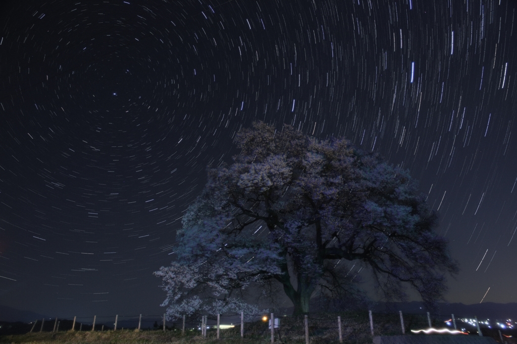 わに塚の桜