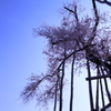 久保桜