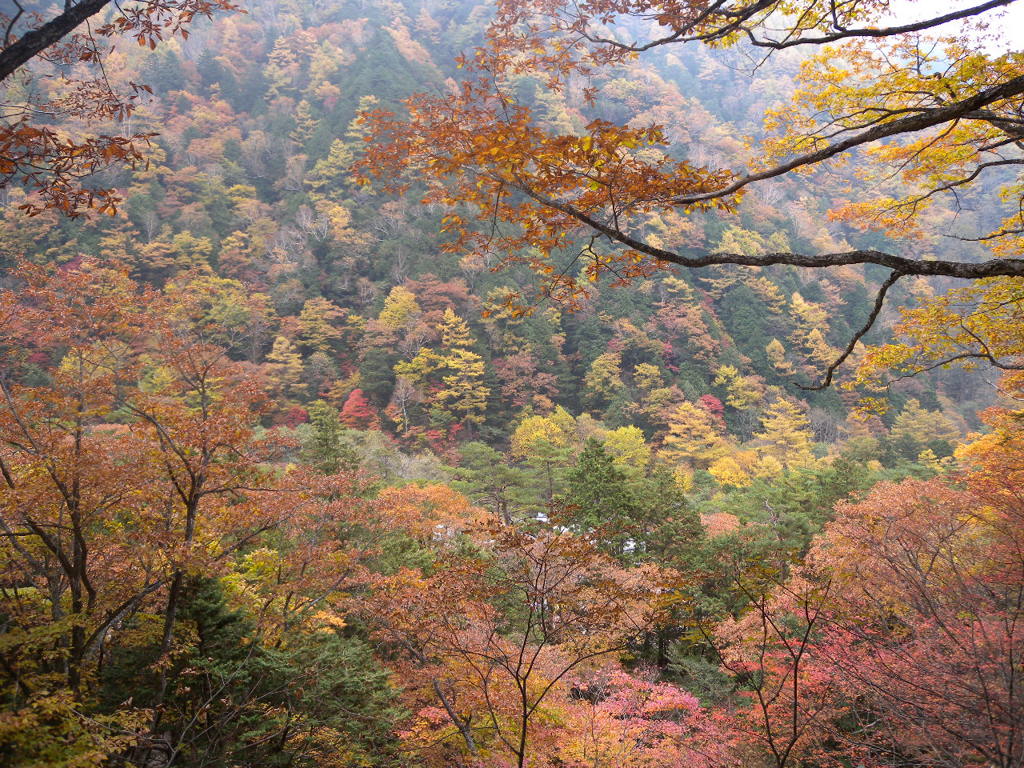 燕紅葉　10月