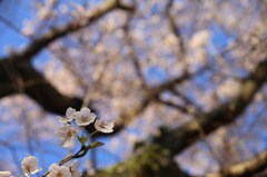 筑波山北麓の桜