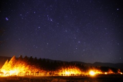 メタセコイヤ並木と星空