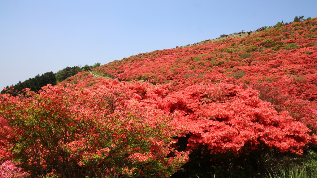 大和葛城山　真っ紅 (2)