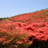 大和葛城山　真っ紅 (2)